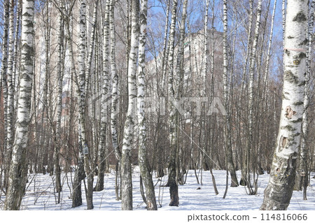 Birches in the spring forest, the last snow, spring landscape, nature and ecology. Birches in the spring forest, the last snow, spring landscape, nature and ecology. 114816066