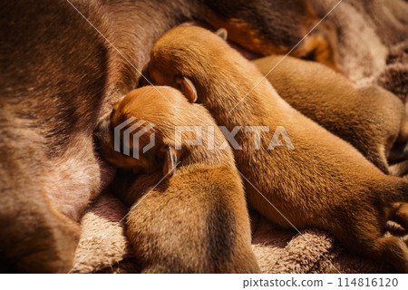 Little dachshund mom feeding puppies newborns 114816120