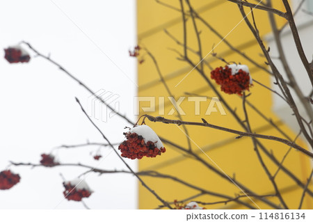 Clusters of red rowan under the snow against the background of a residential building, April 2022. Clusters of red rowan under the snow against the background of a residential building, April 2022. 114816134