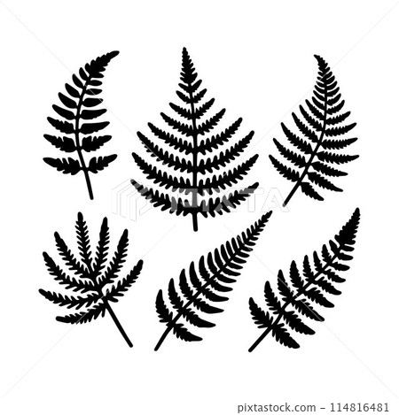 Leaves, Foliage, Greenery, Foliage silhouette editable vector illustration isolated over white background 114816481