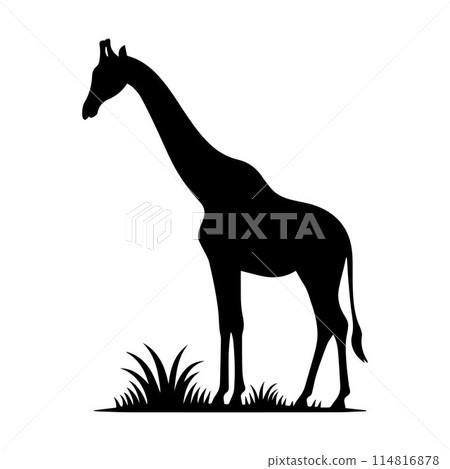 Giraffe, Camelopard, Giraffid, silhouette editable vector illustration isolated over white background Giraffe, Camelopard, Giraffid, silhouette editable vector illustration isolated over white background 114816878
