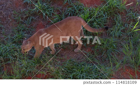 Puma Descending Slope in Slow Motion with Wary Glance 114818109