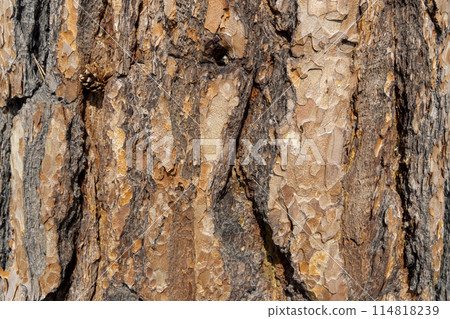 Maritime Pine, Pinus pinaster trunk symbol. Texture made of maritime pine tree bark. Beautiful Maritime Pine, Pinus pinaster trunk background. Conceptual image. Peaceful nature. 114818239