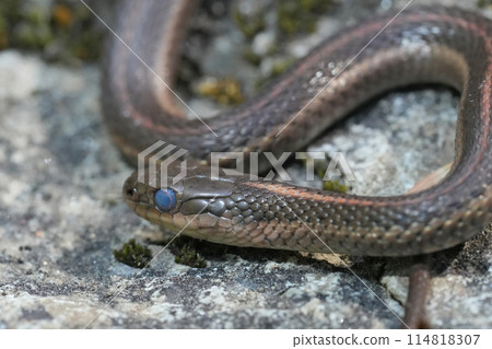 Closeup on a Northwestern Gartersnake, Thamnophis ordinoides, ready to change skin , grey eyes 114818307