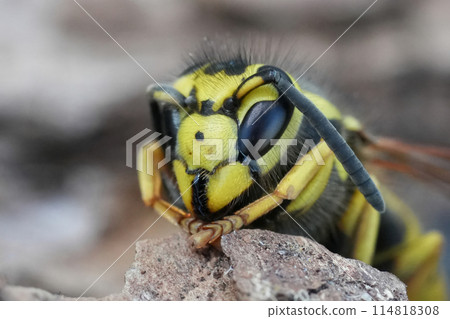 Extreme closeup on the head of a dormant North-American Western Yellowjacket, Vespula pensylvanica 114818308