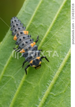 Closeup on the grey to blue larvae of the seven-spot ladybird, Coccinella septempunctata sitting on a leaf 114818316