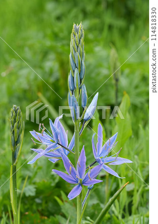 Closeup on the colorful blue flower of the great or large Camas wildflower, Camassia leichtlinii, Eugene, Oregon 114818330