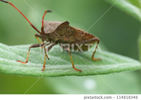 Low angle closeup on the brown Dock bug , Coreus marginatus sitting on a green leaf in the garden Low angle closeup on the brown Dock bug , Coreus marginatus sitting on a green leaf in the garden 114818348
