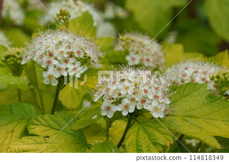 Closeup on the North-American white blossoming Ninebark, Physocarpus opulifolius in the garden Closeup on the North-American white blossoming Ninebark, Physocarpus opulifolius in the garden 114818349