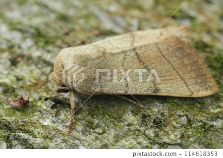 Closeup on the European Treble Lines owlet moth, Charanyca trigrammica sitting on wood 114818353