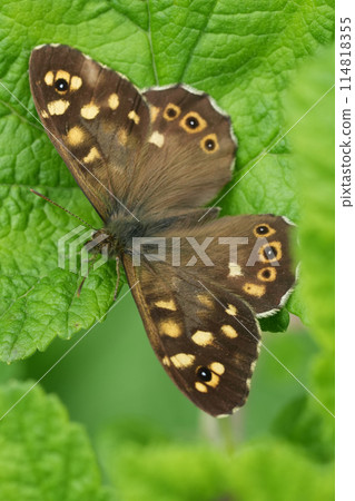 Vertical closeup on a European brown speckled butterfly, Parage aegeria with spread wings 114818355