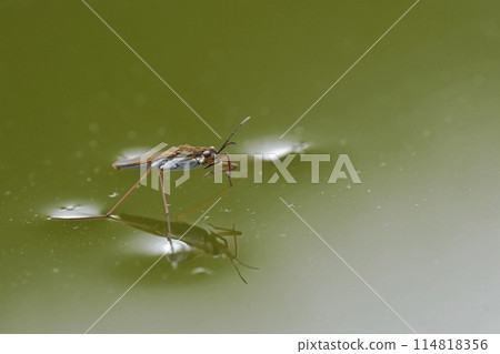 Closeup on a common pond skater or water strider, Gerris lacustris on the surface of the water Closeup on a common pond skater or water strider, Gerris lacustris on the surface of the water 114818356