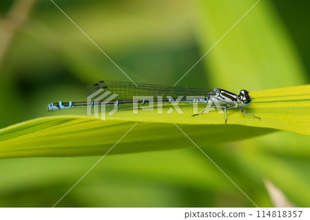 Closeup on the European common azure damselfly, Coenagrion puella sitting on a leaf Closeup on the European common azure damselfly, Coenagrion puella sitting on a leaf 114818357