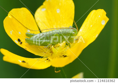 Closeup on a nymph of the European great green bush-cricket, Tettigonia viridissima in a yellow buttercup flower 114818362