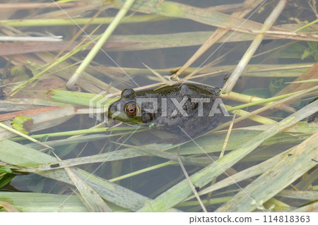 Closeup on a North American bullfrog, Rana or Lithobates catesbeianus, an invasive pest species sitting in the water 114818363