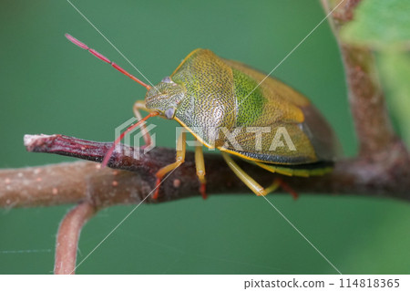 Closeup on the European gorse shield bug, Piezodorus lituratus on a twig 114818365