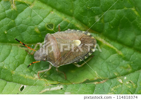 Closeup on an adult vernal shieldbug, Peribalus strictus vernalis sitting on a green leaf 114818374