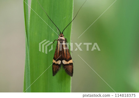 Closeup on a European yellow-barred longhorn moth, Nemophora degeerellahanging on a straw of grass Closeup on a European yellow-barred longhorn moth, Nemophora degeerellahanging on a straw of grass 114818375