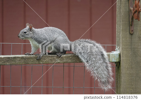 Closeup on a cute and fluffy Western Gray Squirrel, Sciurus griseus, climbing a fence in the garden, Coquille, Oregon Closeup on a cute and fluffy Western Gray Squirrel, Sciurus griseus, climbing a fence in the garden, Coquille, Oregon 114818376