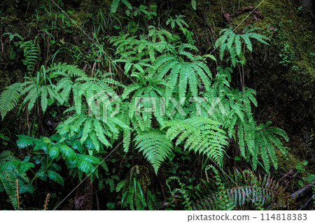 Moist scenery of the Pacific Westcoast with a rich aggregation of various green ferns and mosses in Oregon, USA 114818383