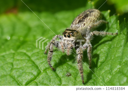 Closeup on a cute hairy North-American bronze lake jumper spider, Eris sitting on a green leaf Closeup on a cute hairy North-American bronze lake jumper spider, Eris sitting on a green leaf 114818384