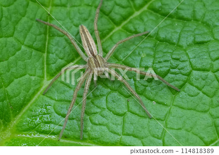 Closeup on an oblong running or slender crab spider, Tibellus oblongus, on a green leaf in Oregon, USA Closeup on an oblong running or slender crab spider, Tibellus oblongus, on a green leaf in Oregon, USA 114818389