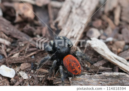 Closeup on a colorful young Phidippus johnson jumping spider with it's remarkable red abdomen, Crescent city, California Closeup on a colorful young Phidippus johnson jumping spider with it's remarkable red abdomen, Crescent city, California 114818394