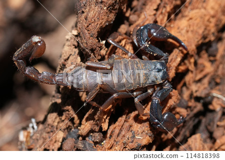 Closeup on an adult Pacific Forest Scorpion, Uroctonus mordax under a piece of wood 114818398