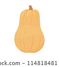 Butternut Squash 114818481
