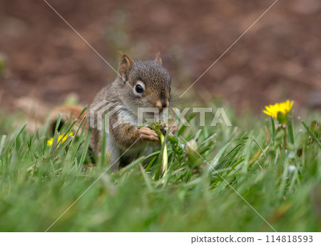 Baby squirrel eating dandelion seeds. Baby squirrel eating dandelion seeds. 114818593