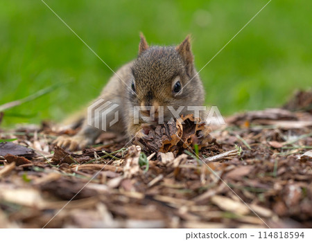 Close up of baby squirrel eating walnut. Close up of baby squirrel eating walnut. 114818594