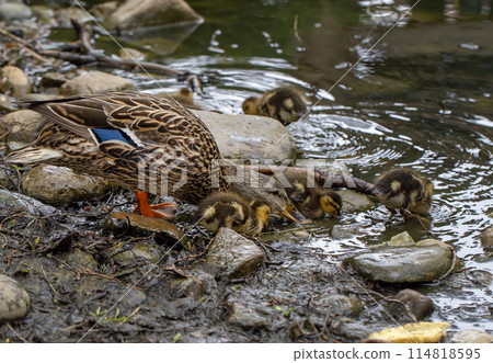Mallard Duck with her Ducklings. Mallard Duck with her Ducklings. 114818595