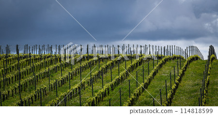 Aerial view of vineyard in spring at sunrise, Bordeaux Vineyard, Gironde, France Aerial view of vineyard in spring at sunrise, Bordeaux Vineyard, Gironde, France 114818599