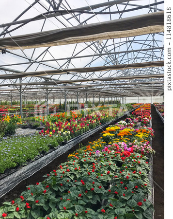 Greenhouse multicolor plants, flower nursery, France 114818618