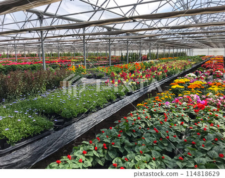 Greenhouse multicolor plants, flower nursery, France Greenhouse multicolor plants, flower nursery, France 114818629