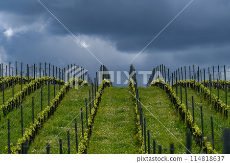 Aerial view of vineyard in spring at sunrise, Bordeaux Vineyard, Gironde, France Aerial view of vineyard in spring at sunrise, Bordeaux Vineyard, Gironde, France 114818637