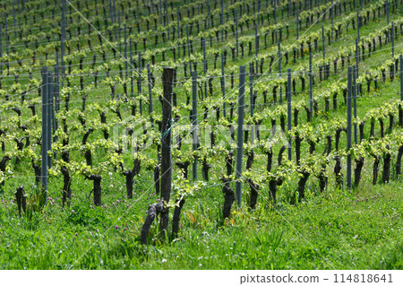 Aerial view of vineyard in spring at sunrise, Bordeaux Vineyard, Gironde, France 114818641