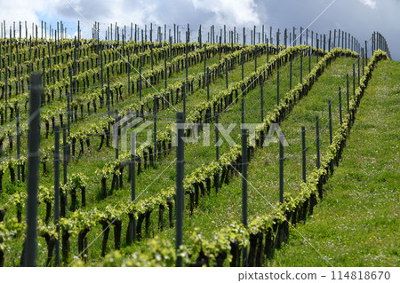 Aerial view of vineyard in spring at sunrise, Bordeaux Vineyard, Gironde, France Aerial view of vineyard in spring at sunrise, Bordeaux Vineyard, Gironde, France 114818670
