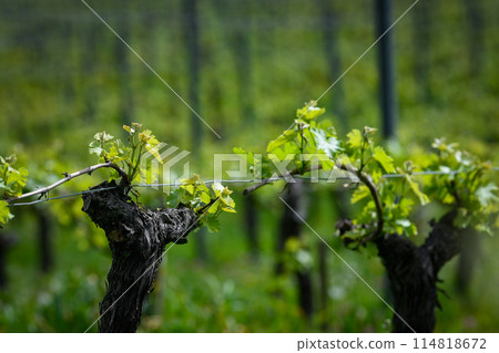 Aerial view of vineyard in spring at sunrise, Bordeaux Vineyard, Gironde, France 114818672