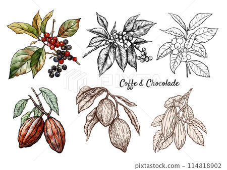 Coffee and chocolate. Vector illustration. In botanical style 114818902