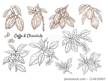 Coffee and chocolate. Vector illustration. In botanical style Coffee and chocolate. Vector illustration. In botanical style 114818907