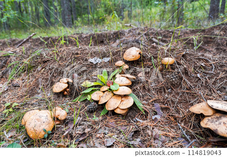 Edible mushrooms in the forest Edible mushrooms in the forest 114819043