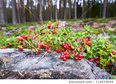 Red ripe cowberry also known as lingonberry grow in the forest Red ripe cowberry also known as lingonberry grow in the forest 114819044
