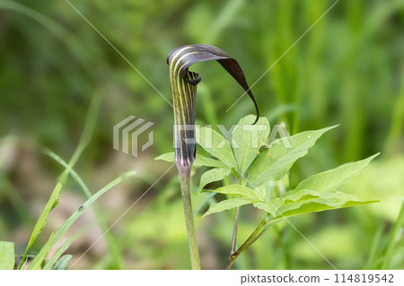 Marshland Chinese laurel Marshland Chinese laurel 114819542