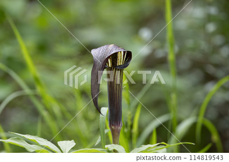 Marshland Chinese laurel 114819543