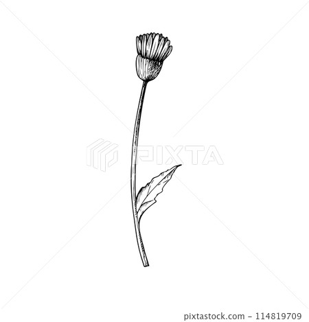 Vector Chamomile. Hand painted linear flowers. Graphic daisy isolated on background. Botanical and wedding illustration. For designers, invitations, decoration, postcards, wrapping paper, scrapbooking 114819709