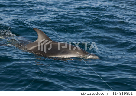Dusky dolphin jumping , Peninsula Valdes , Unesco World Heritage Site, Patagonia , Argentina. 114819891
