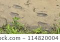 Deer footprints found in a rice field 114820004