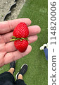 Strawberry Twins 114820006