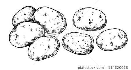 potatoes, vector drawing in sketch style. 114820018